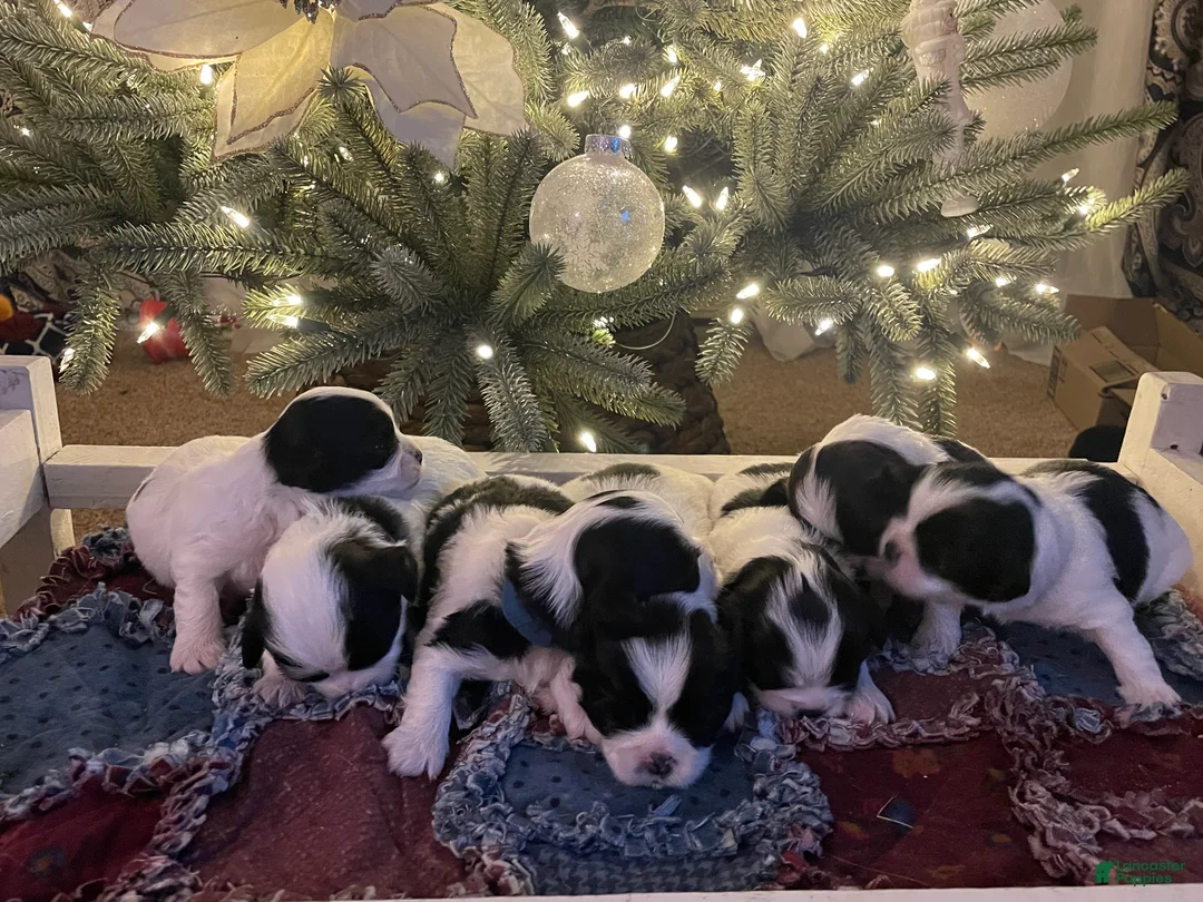 Mixed Breed dogs for sale: Lola - Ad 5