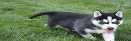 Siberian Husky dogs for sale: Reno - Ad 6