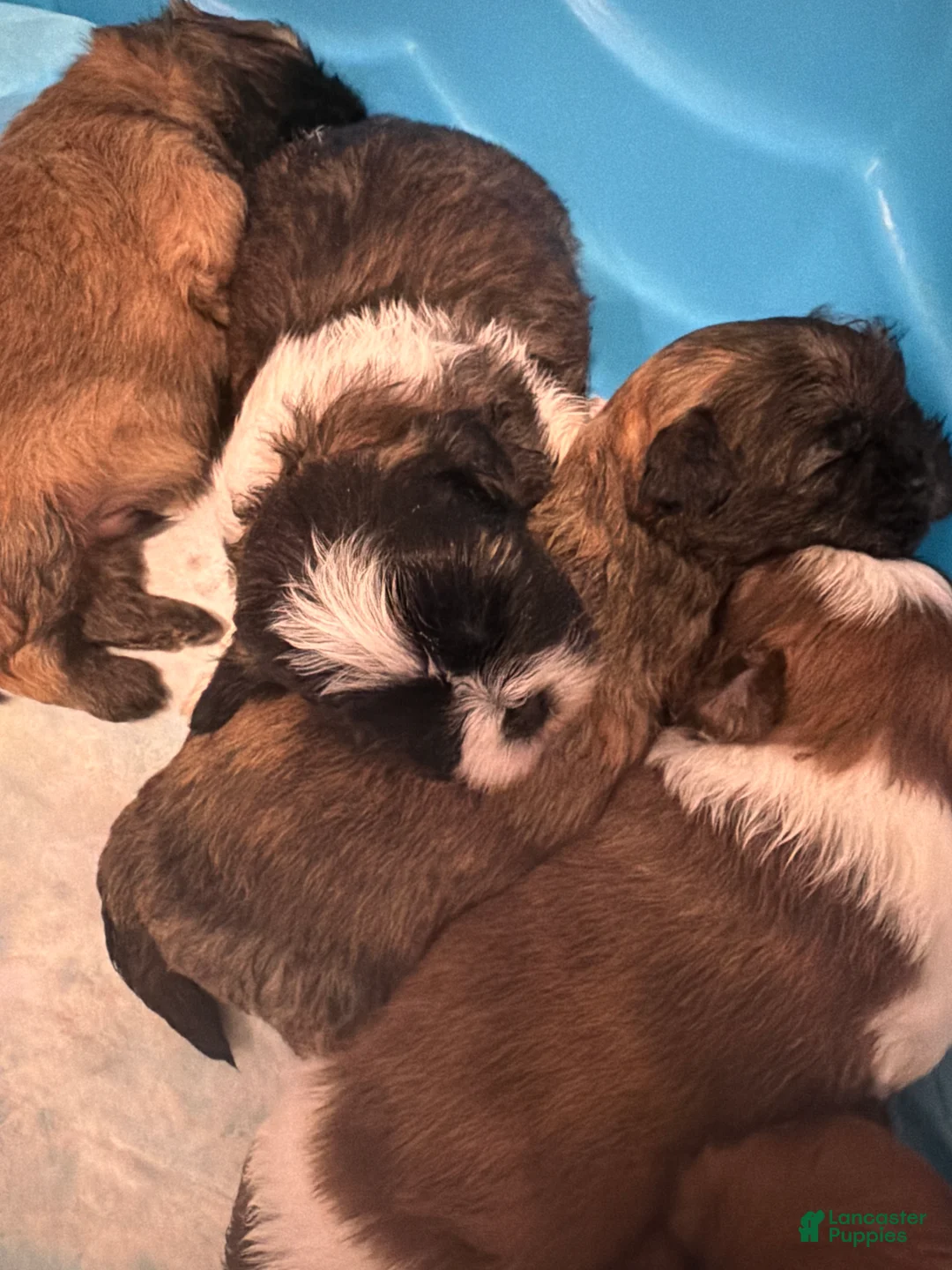Shih Tzu dogs for sale: Shih Tzu 2 - Ad 1