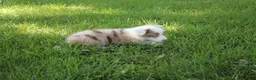 Australian Shepherd dogs for sale: Seth - Ad 6