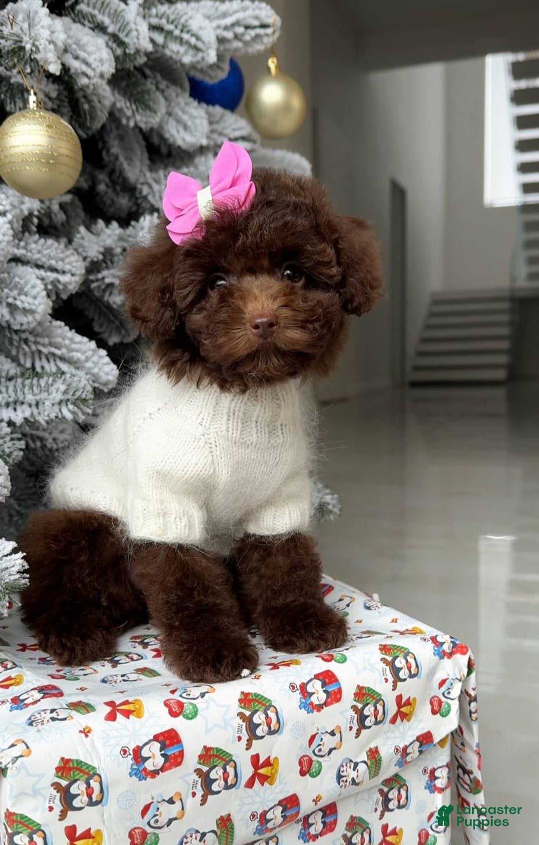 Miniature Poodle dogs for sale: Celeste - Ad 2