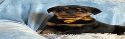 Rottweiler dogs for sale: Sidney - Ad 3