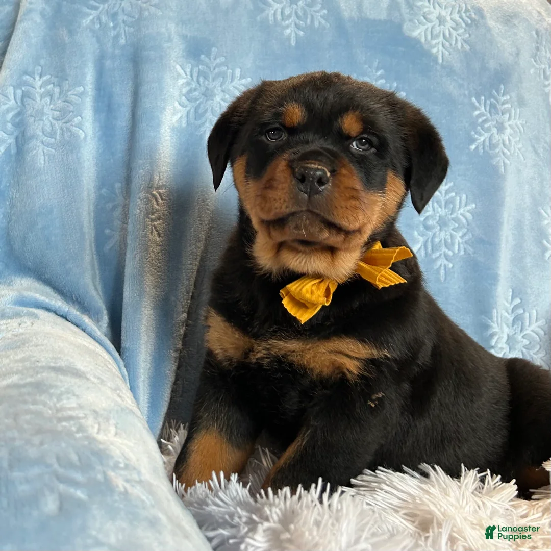 Rottweiler dogs for sale: Sidney - Ad 3