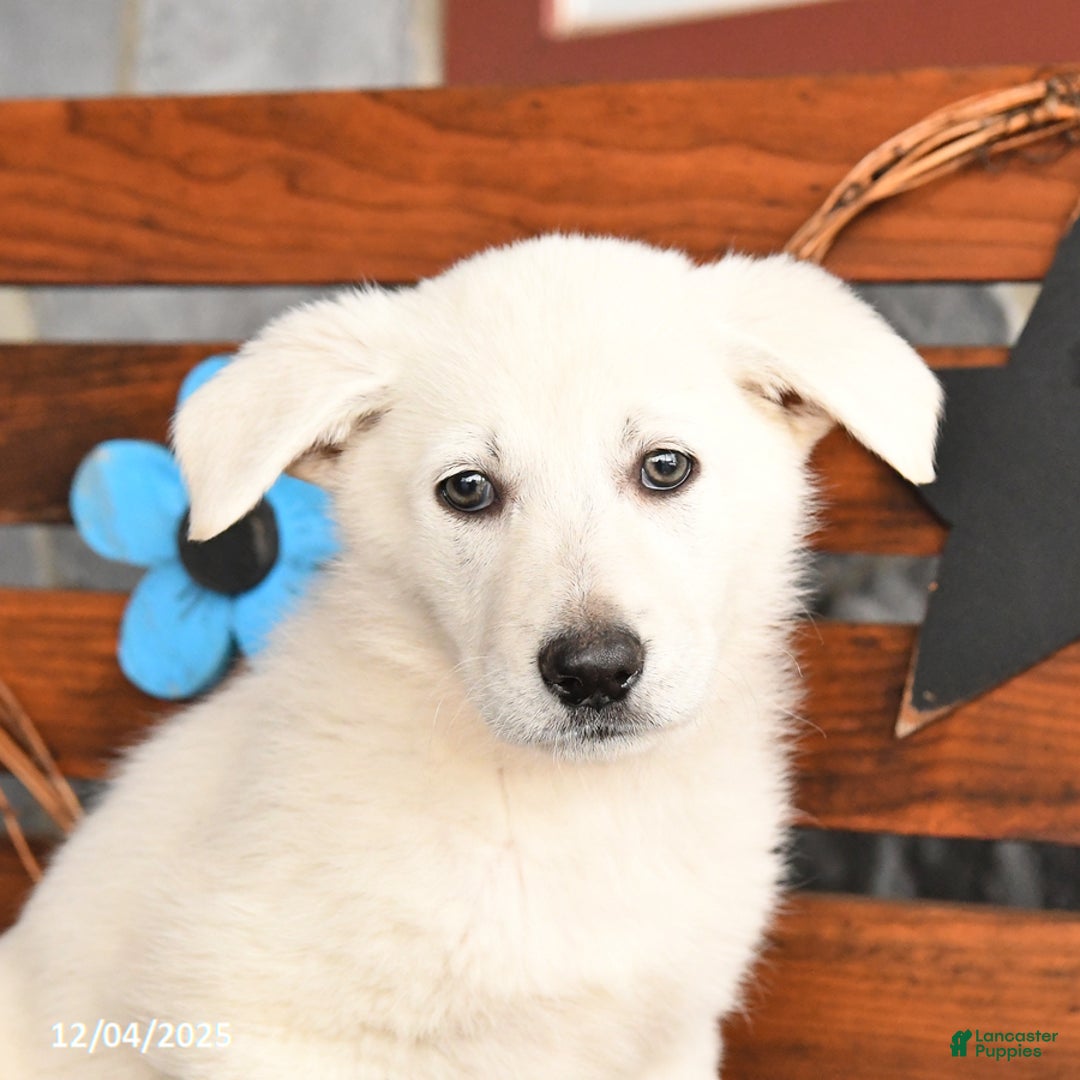 German Shepherd dogs for sale: Maggie - Ad 5