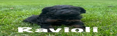 Ravioli