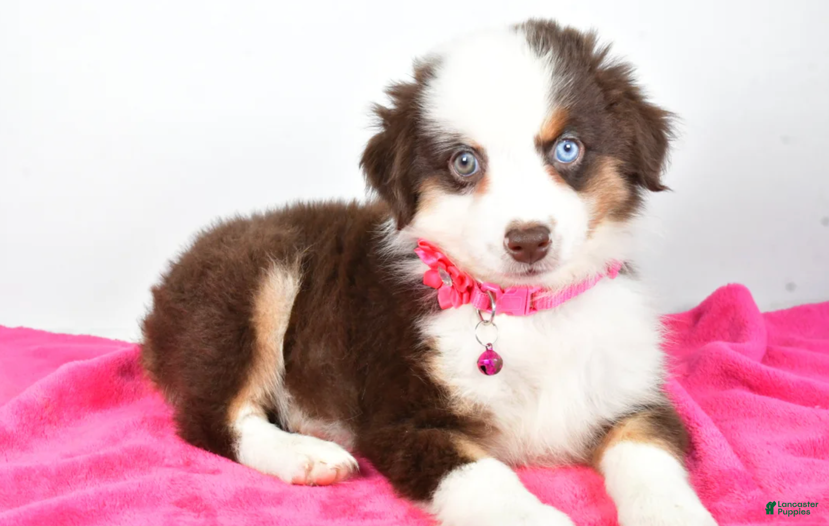 Miniature Australian Shepherd dogs Patricia - Ad 24
