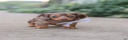 Miniature Dachshund dogs for sale: Rosie - Ad 9