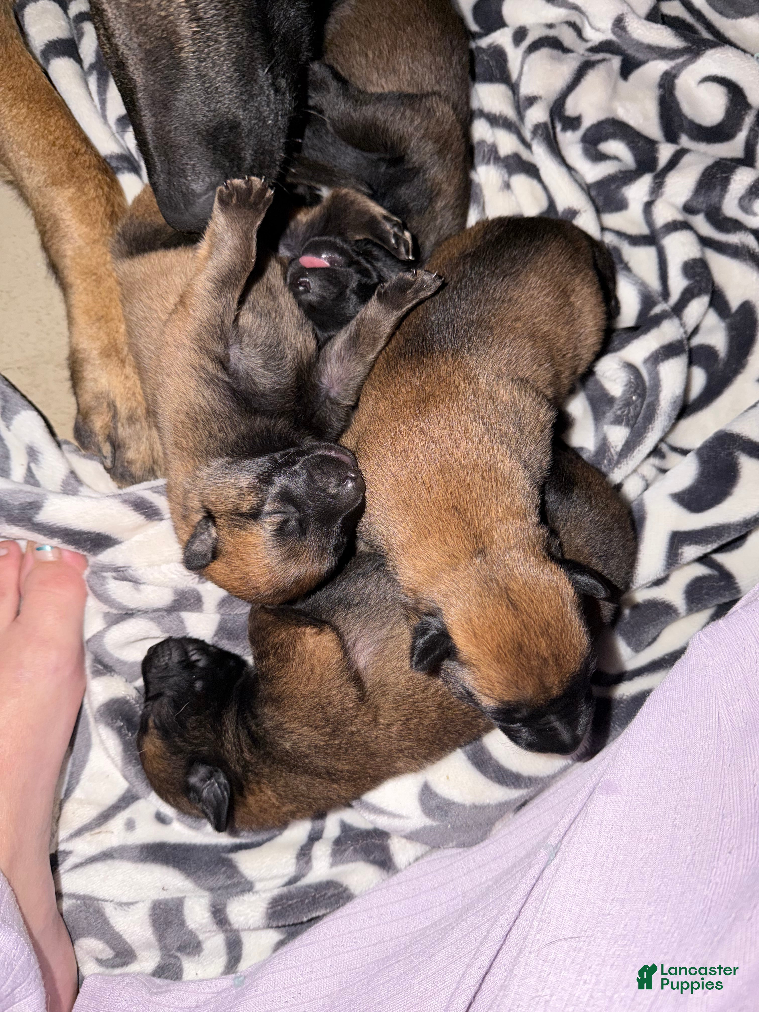 Belgian Malinois dogs Belgian Malinois 3 - Ad 22