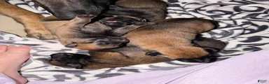 Belgian Malinois 3