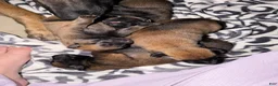 Belgian Malinois dogs for sale: Belgian Malinois 3 - Ad 1