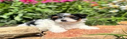 Biewer Terrier dogs for sale: Biewer Terrier 3 - Ad 6