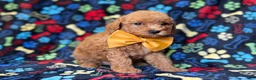 Cavapoo dogs for sale: Lane - Ad 2