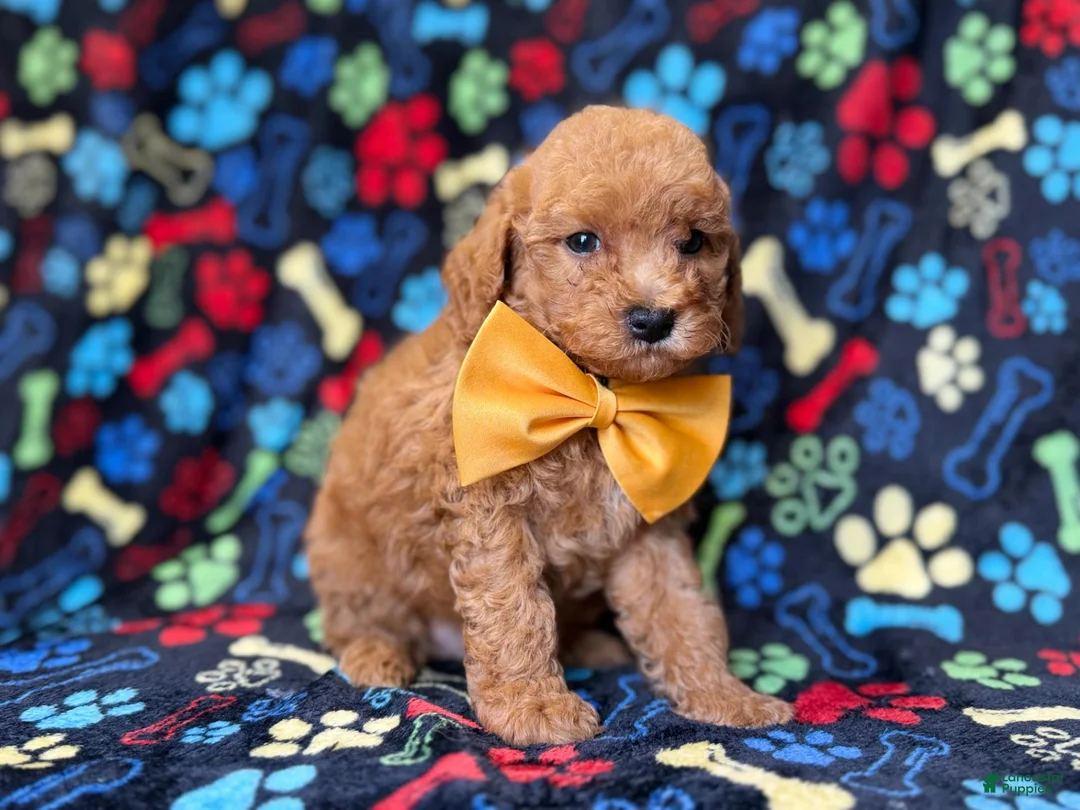 Cavapoo dogs for sale: Lane - Ad 2