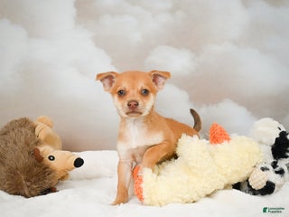 Chihuahua dogs - Ad 19