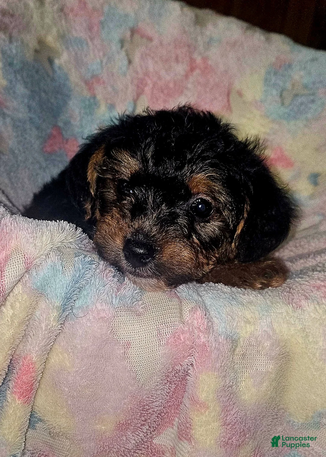 Yorkshire Terrier dogs for sale: Buttercup  - Ad 7