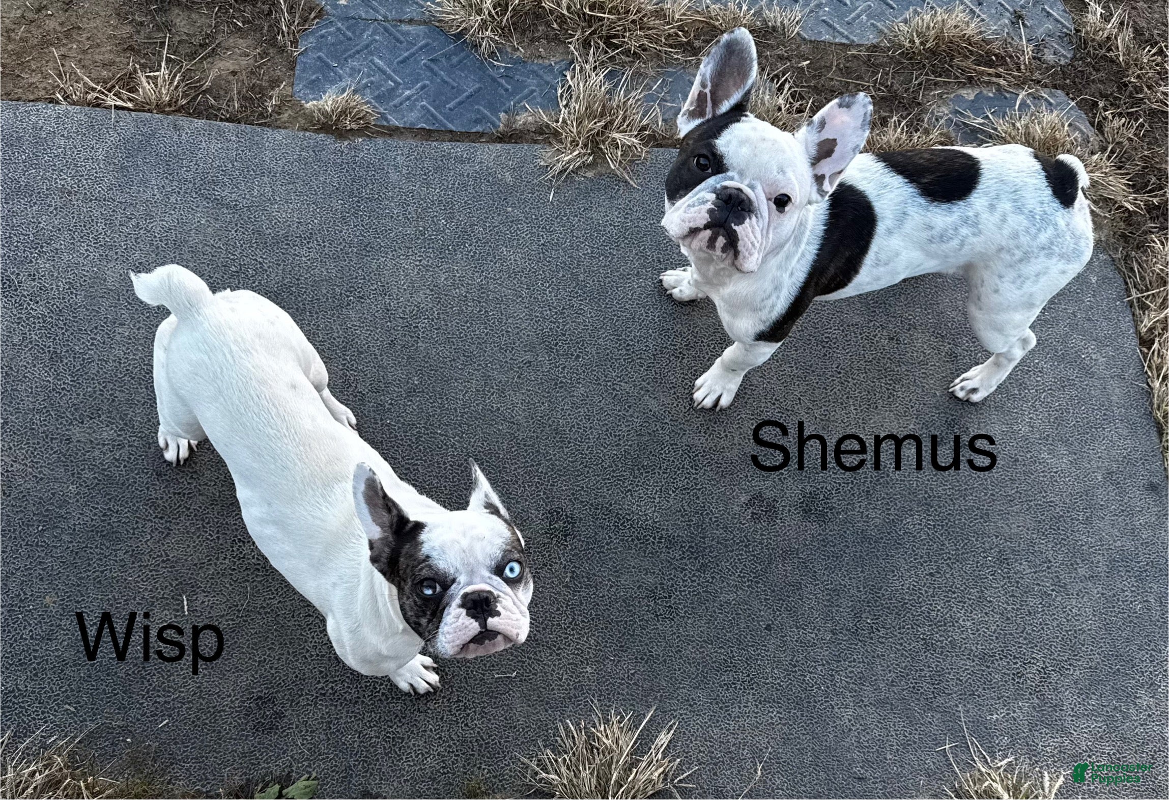 French Bulldog dogs French Bulldog Puppy 1 “Seamus” - Ad 18