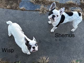French Bulldog dogs French Bulldog Puppy 1 “Seamus” - Ad 3