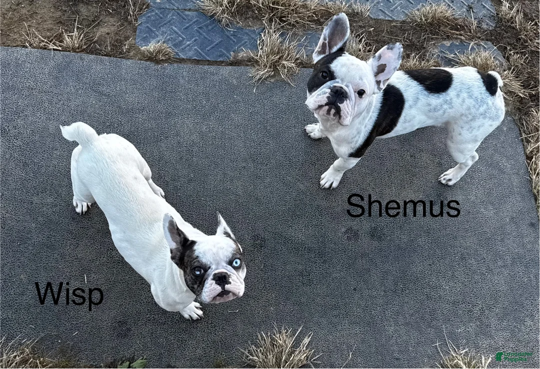 French Bulldog dogs for sale: French Bulldog Puppy 1 “Seamus” - Ad 2
