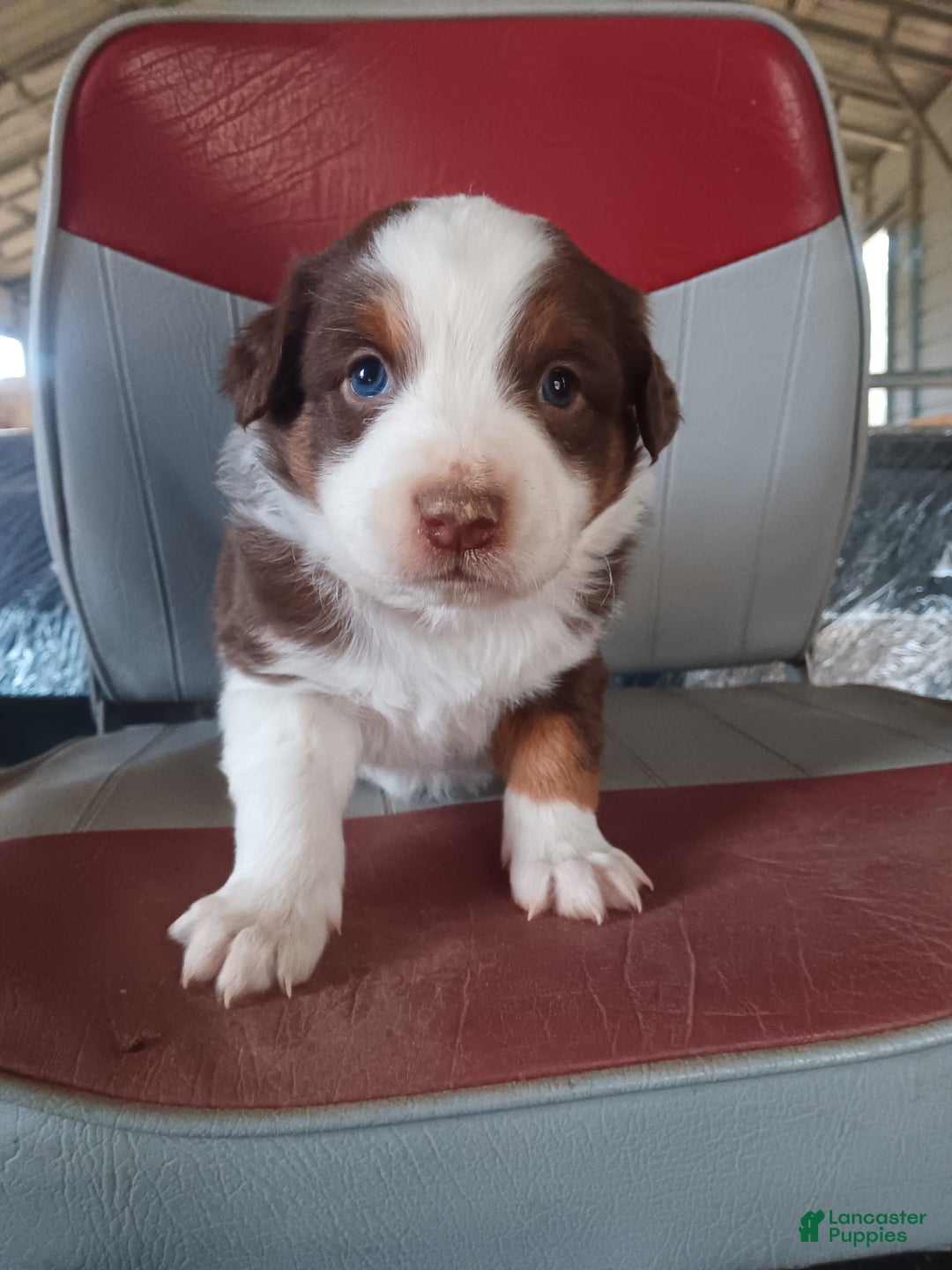 Australian Shepherd dogs for sale: Mocha - Ad 4