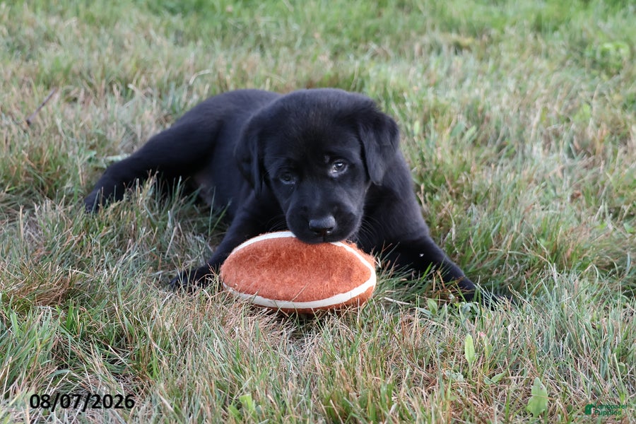 Goldador dogs Kia - Ad 1