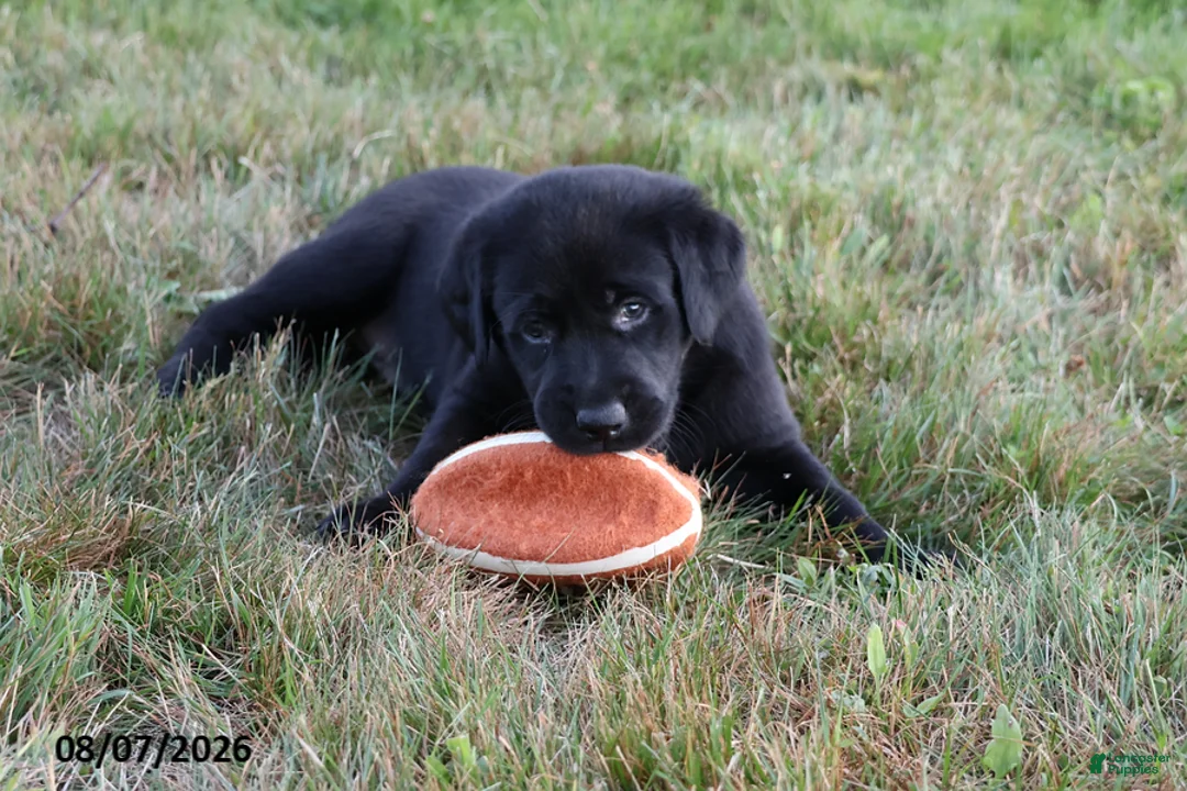 Goldador dogs for sale: Kia - Ad 1