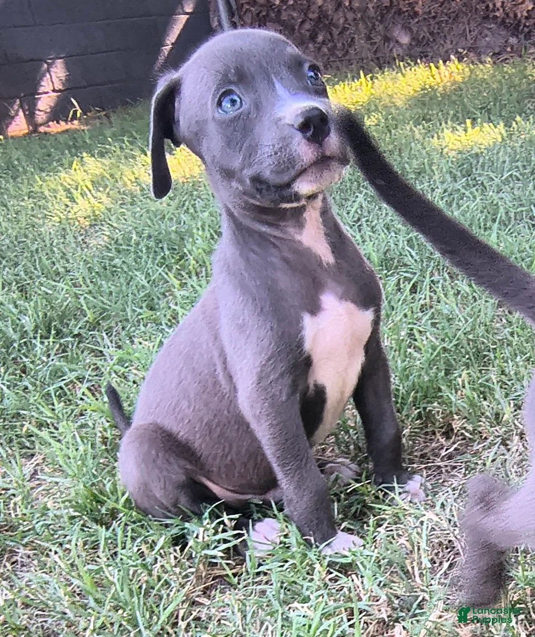 American Pit Bull Terrier dogs for sale: Pogo - Ad 2