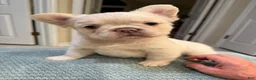 French Bulldog dogs for sale: French Bulldog 2 - Ad 3