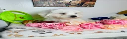 Maltese dogs for sale: Zeus - Ad 5
