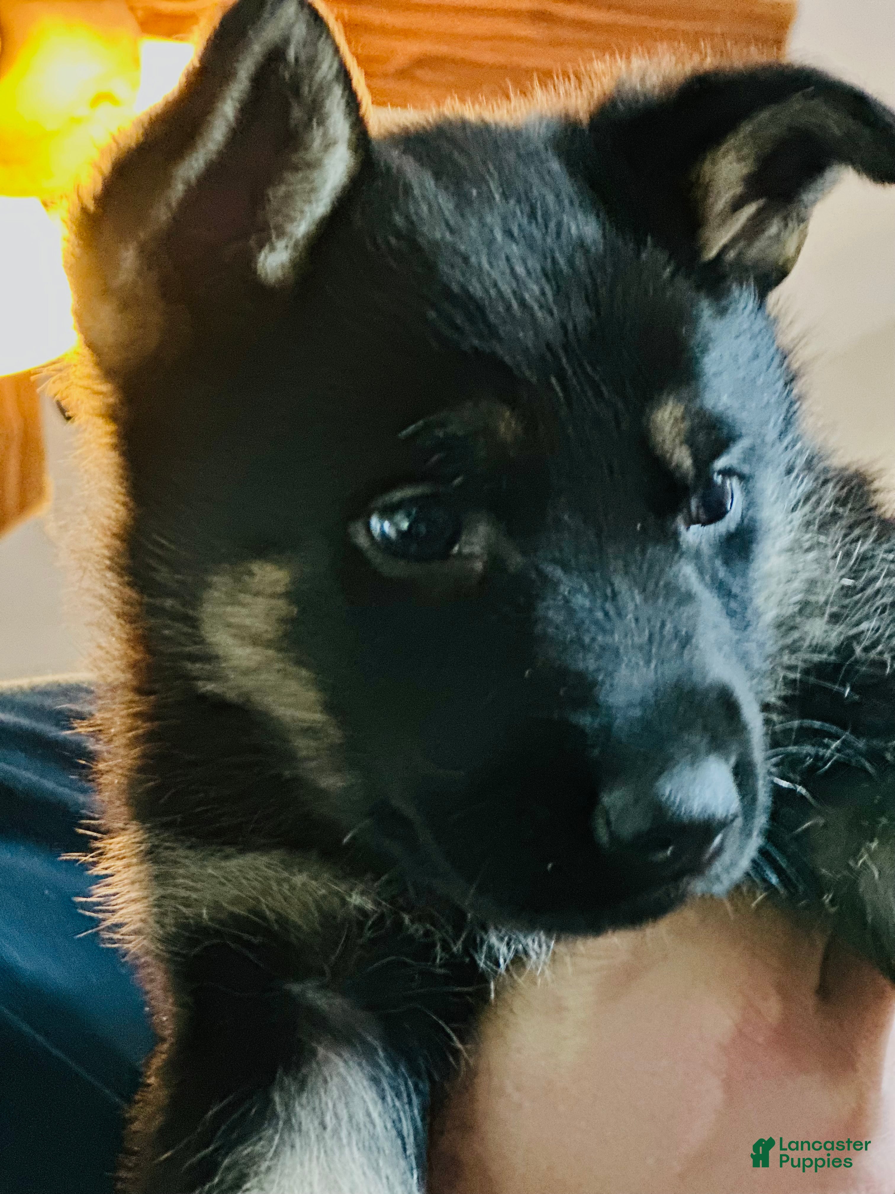 German Shepherd dogs Gabby - Ad 15