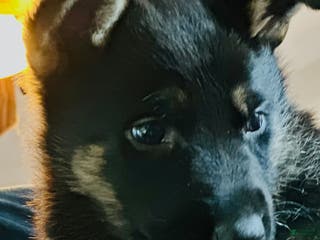 German Shepherd dogs Gabby - Ad 31