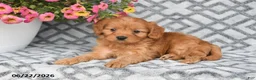 Cavapoo dogs for sale: Tanto - Ad 7