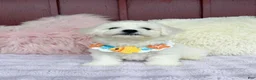 Bichon Frise dogs for sale: 🩵Nicky🩵 - Ad 6