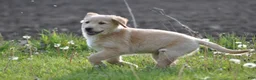 Mixed Breed dogs for sale: Cheerio - Ad 3