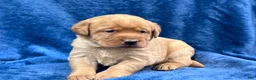 Labrador Retriever dogs for sale: Female #4 aka fourth born pup - Ad 6