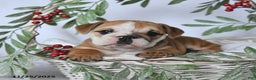 English Bulldog dogs for sale: Princess - Ad 2