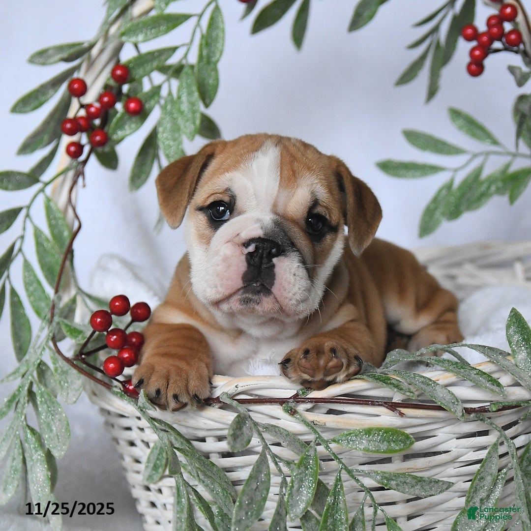 English Bulldog dogs for sale: Princess - Ad 2