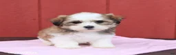 Malshi dogs for sale: Sunshine - Ad 5