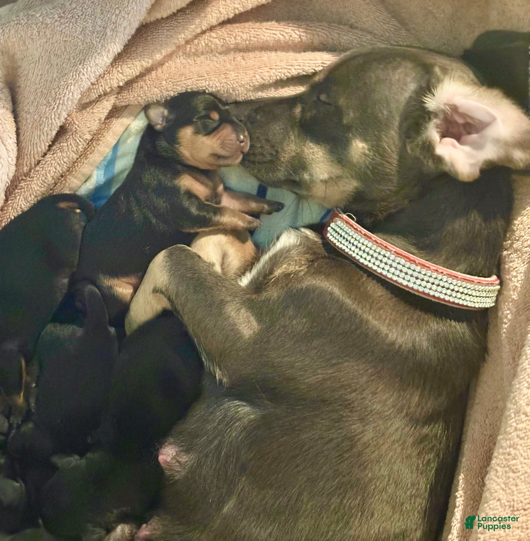 Mixed Breed dogs for sale: Pocket Pet 4 - Ad 3