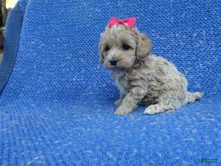 Shihpoo dogs Ivara - Ad 6