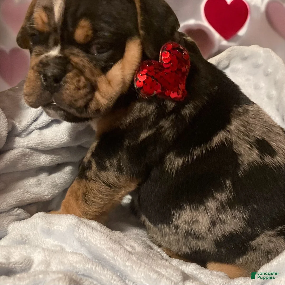 English Bulldog dogs for sale: Wilbur - Ad 3