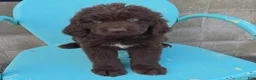 Newfoundland dogs for sale: Rose - Ad 3