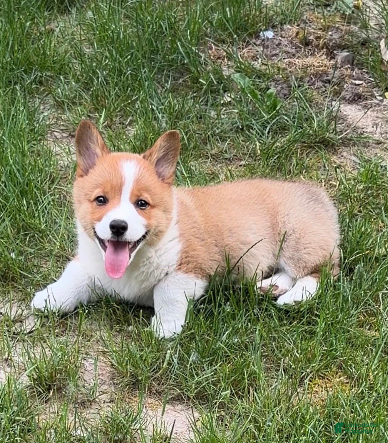 Welsh Corgi Pembroke dogs Teddy - Ad 1