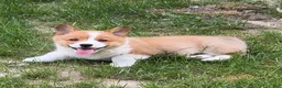 Welsh Corgi Pembroke dogs for sale: Teddy - Ad 1