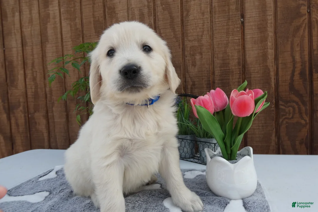 Golden Retriever dogs for sale: Golden Retriever 3 Dillion - Ad 1