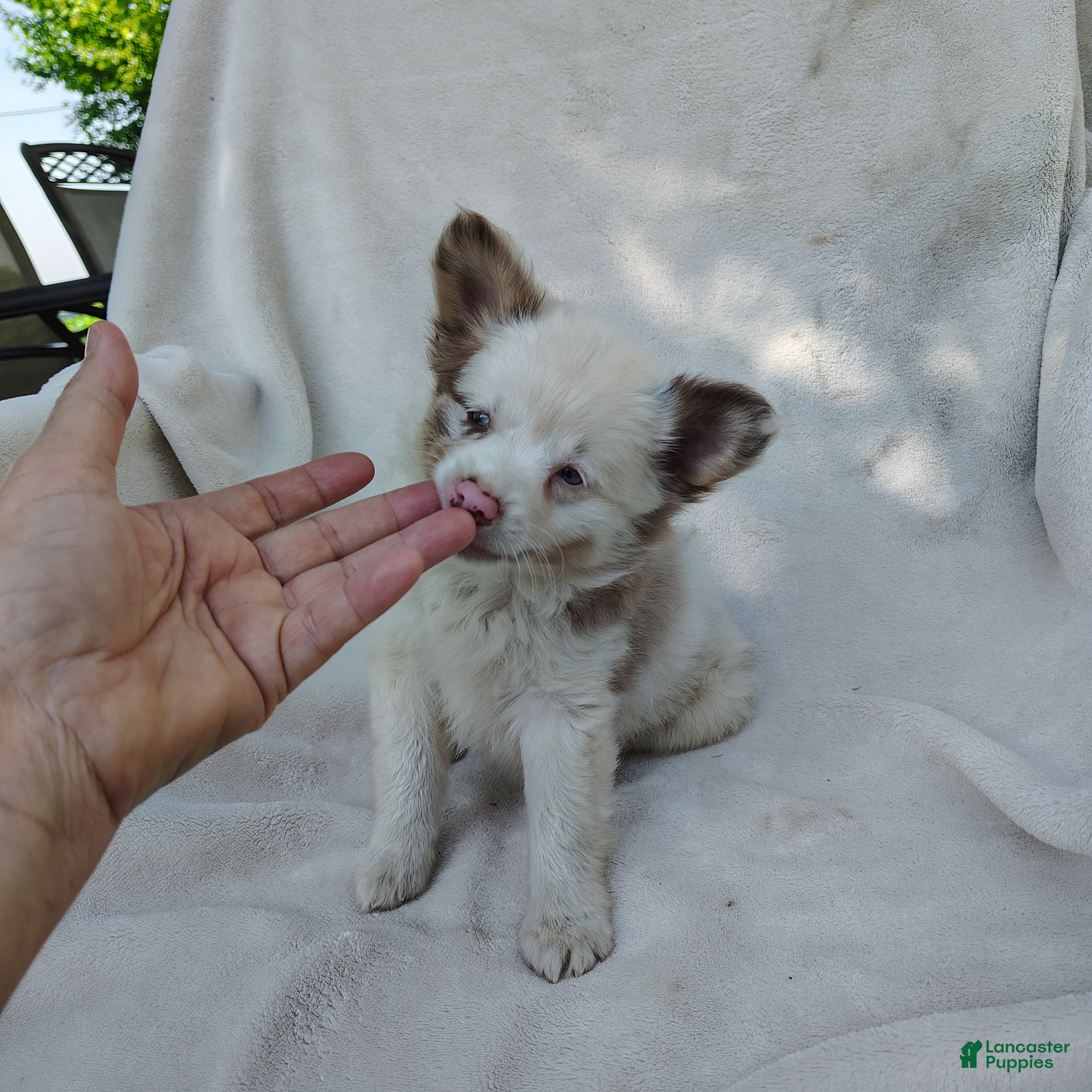 Pomchi dogs Payday - Ad 2