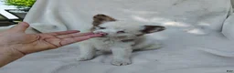 Pomchi dogs for sale: Payday - Ad 2