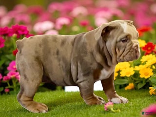 English Bulldog dogs - Ad 19