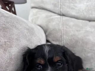 Miniature Bernese Mountain Dog dogs Muskrat - Ad 4