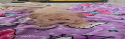 Maltipoo dogs for sale: Nani - Ad 3