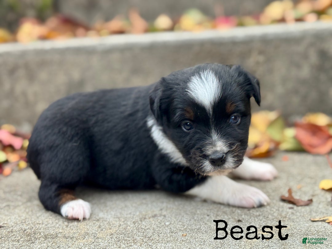 Miniature Australian Shepherd dogs for sale: Beast - Ad 5